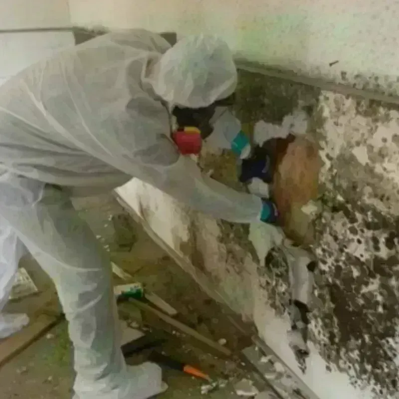 Mold Remediation and Removal in Rogersville, MO